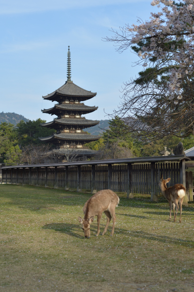 Nara Park and Deer Encounters　Walking Through Nara Park-