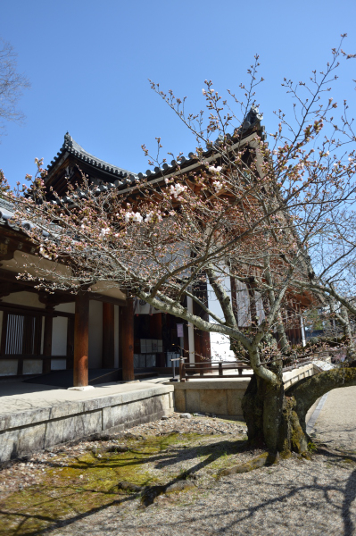 法隆寺回廊の桜