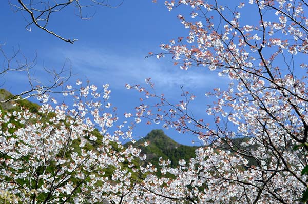 桜の季節の湯泉地温泉の景色