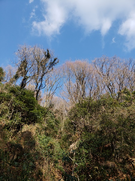 馬の背から祐泉寺に下る登山道