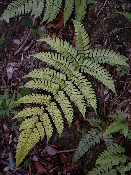 登山道でみかけたベニシダ