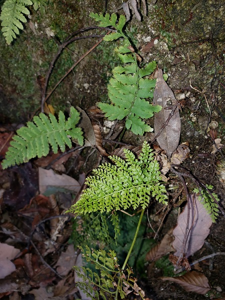 登山道脇のシダ植物