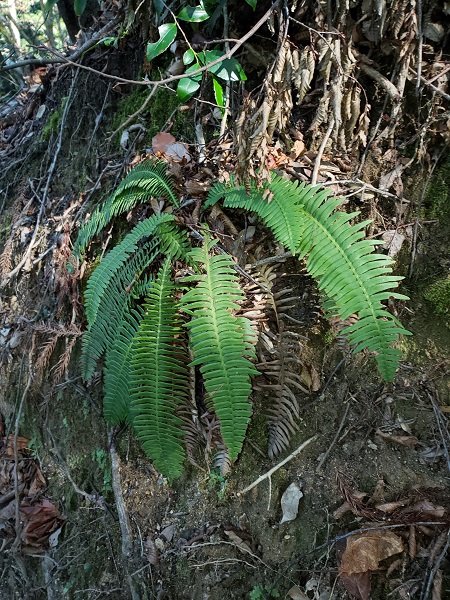 登山道脇のシシガシラ