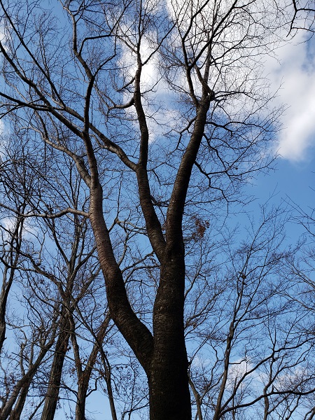 登山道で見かけた大きなヤマザクラ