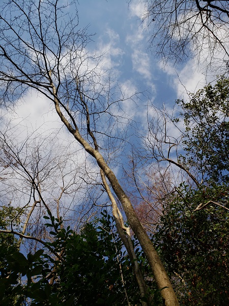 登山道で見かけたタカノツメ