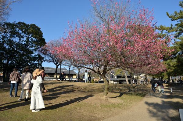 奈良国立博物館