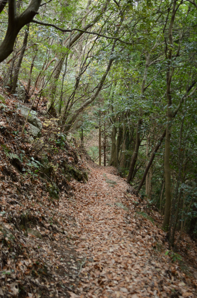 岩湧山ハイキング