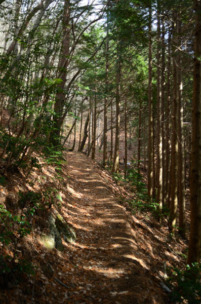 岩湧山ハイキング