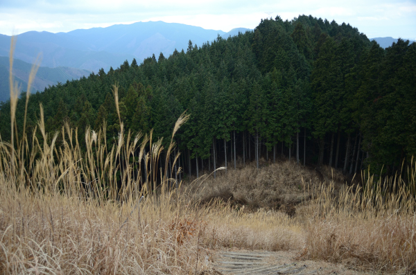 岩湧山ハイキング