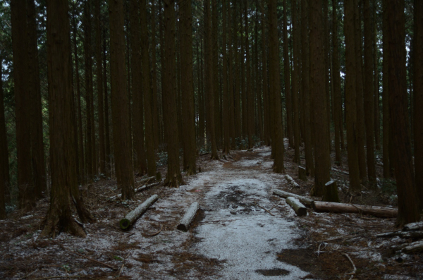 岩湧山ハイキング