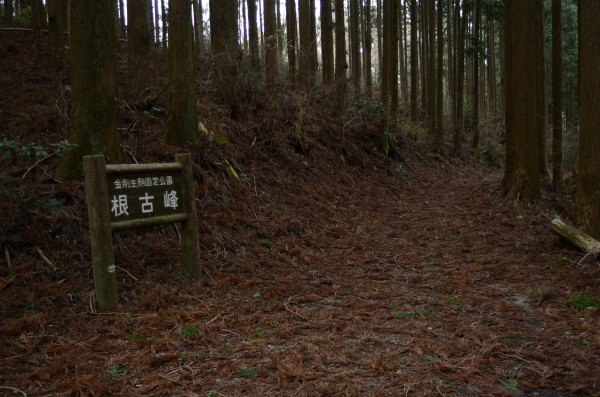 岩湧山ハイキング