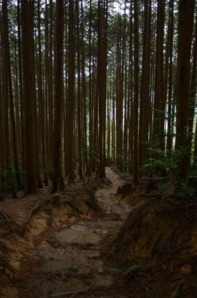 岩湧山ハイキング