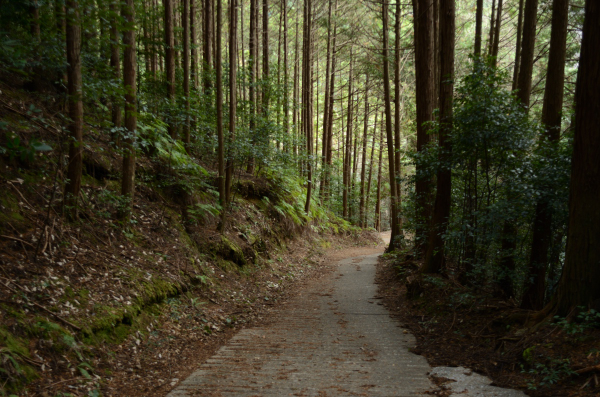 岩湧山ハイキング